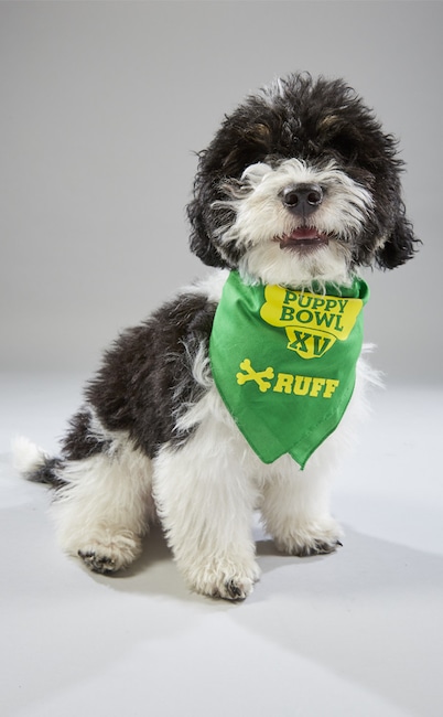 Puppy Bowl XV